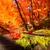 佇む紅葉