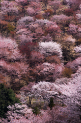 百桜繚乱