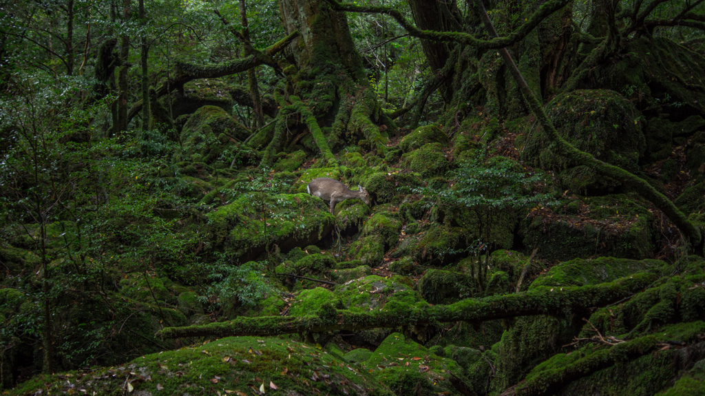 もののけの森