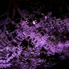 桜波紋