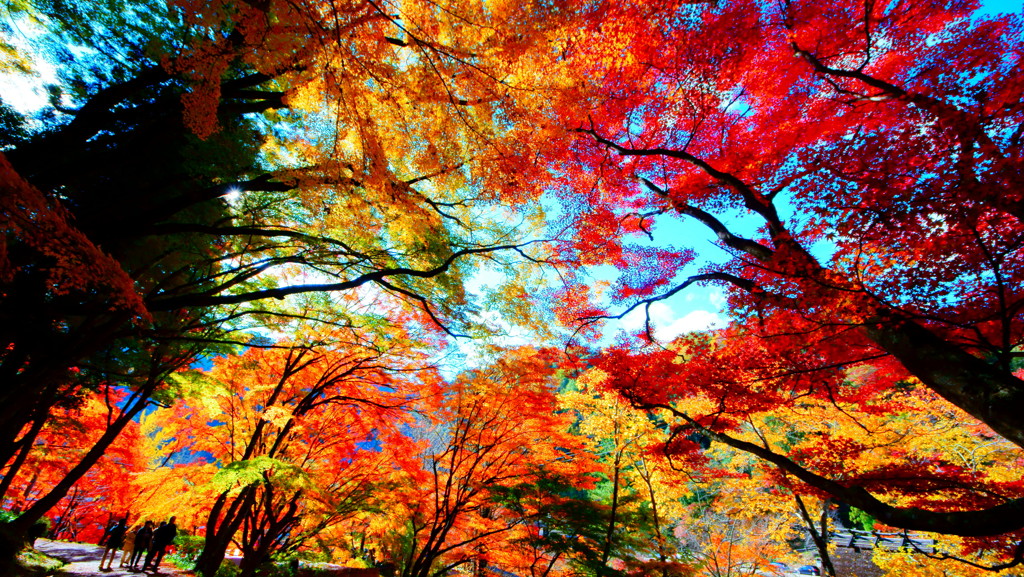 紅葉狩り