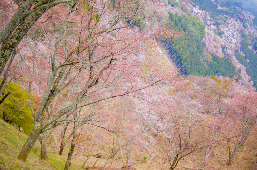 千本桜