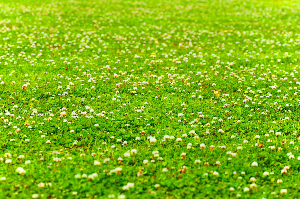 Can you find a butterfly?