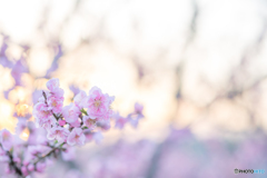 最寄りの早咲き桜