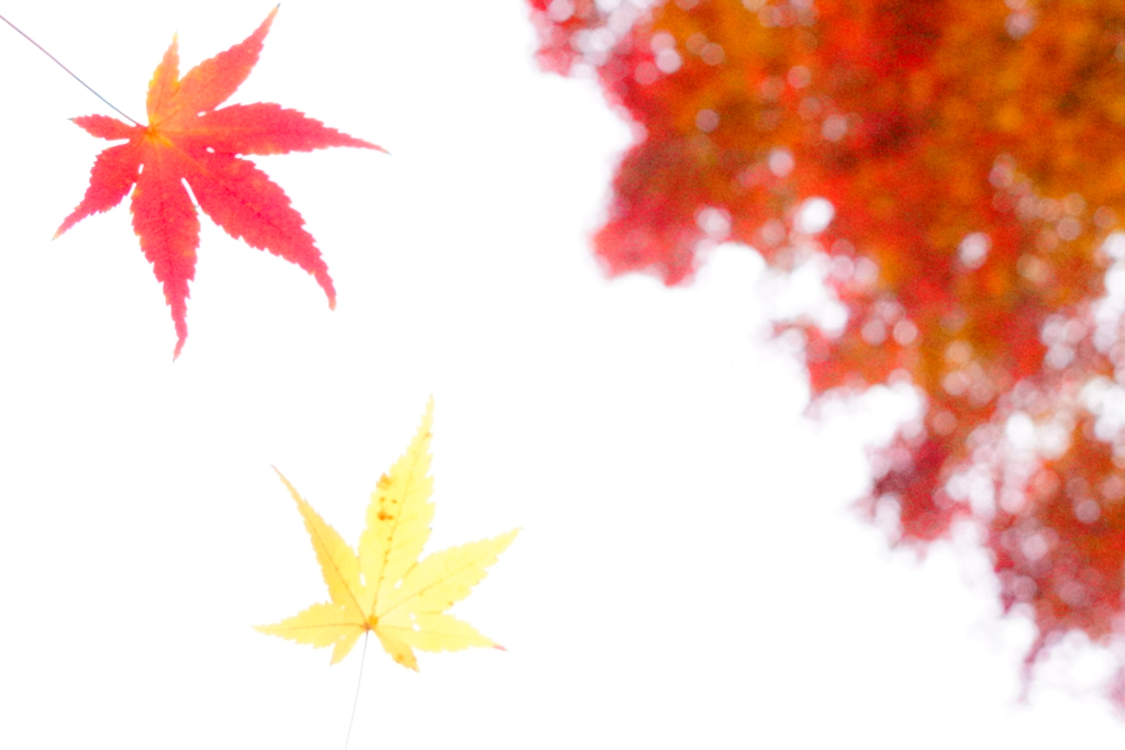 the fall falling