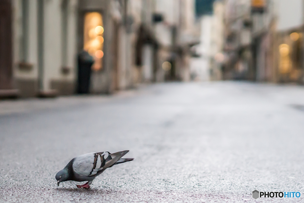 日曜の朝散歩