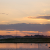 夕暮れと白鷺