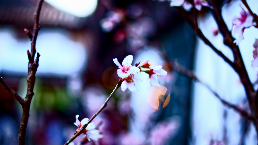 淡い桜
