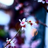 淡い桜