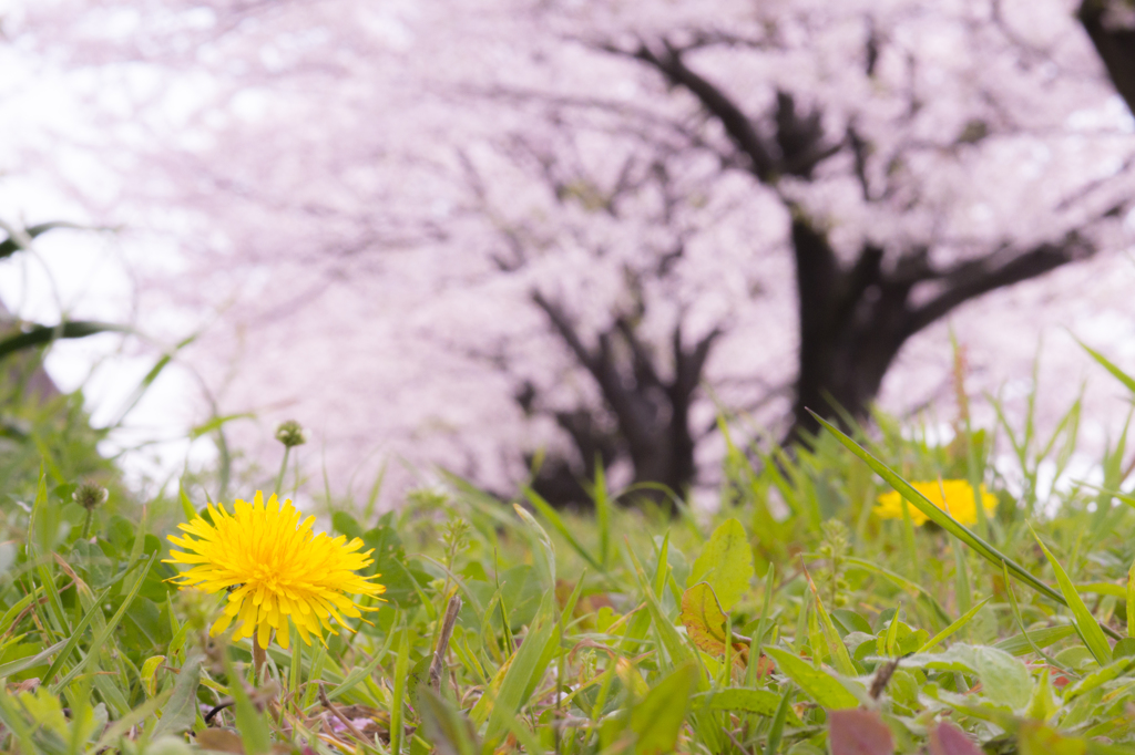 道端の蒲公英