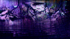 桜＋反射＋波紋＋夜