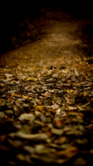 fallen leaves trail