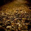fallen leaves trail