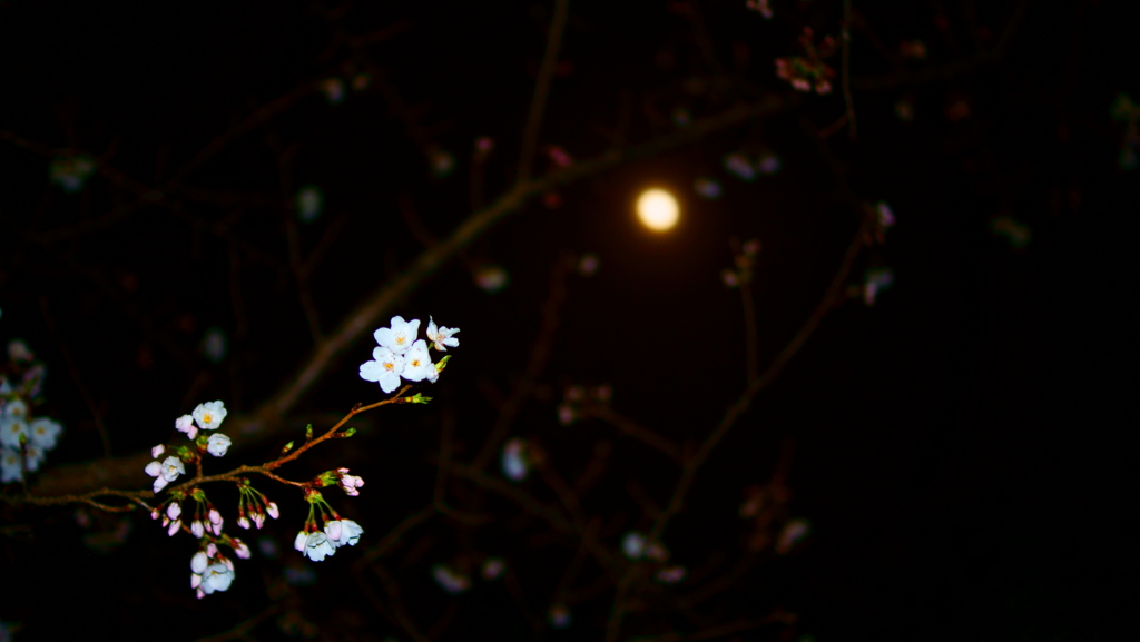 月下桜