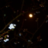 月下桜