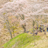さくらの季節