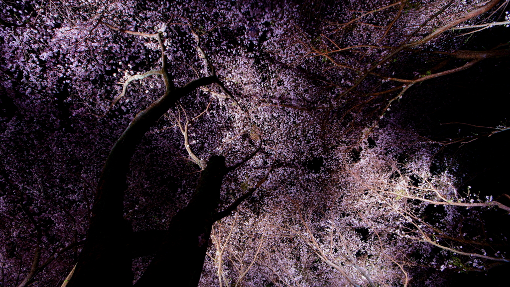 夜空を遮る桜