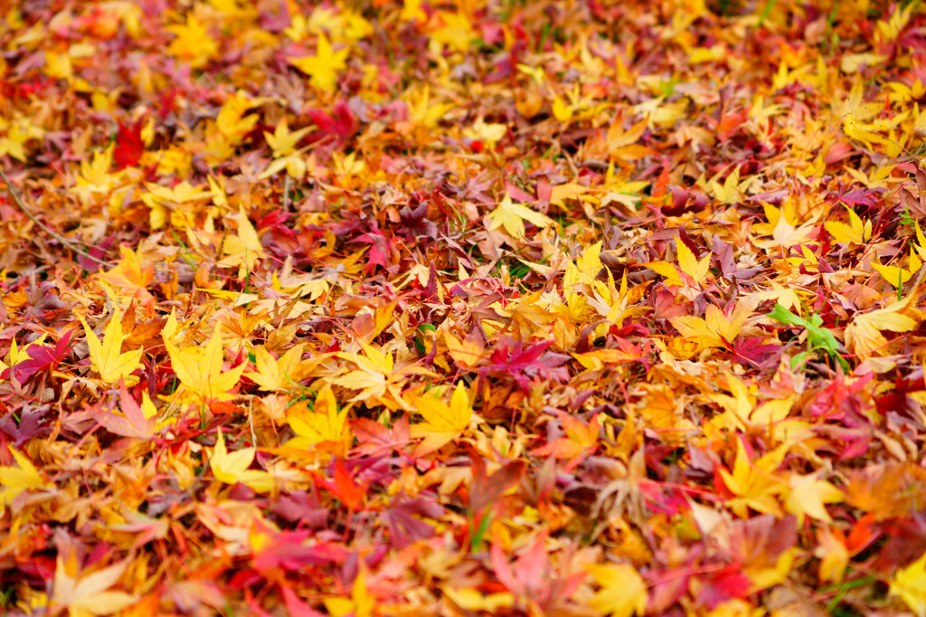 vivid autumn