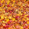 vivid autumn