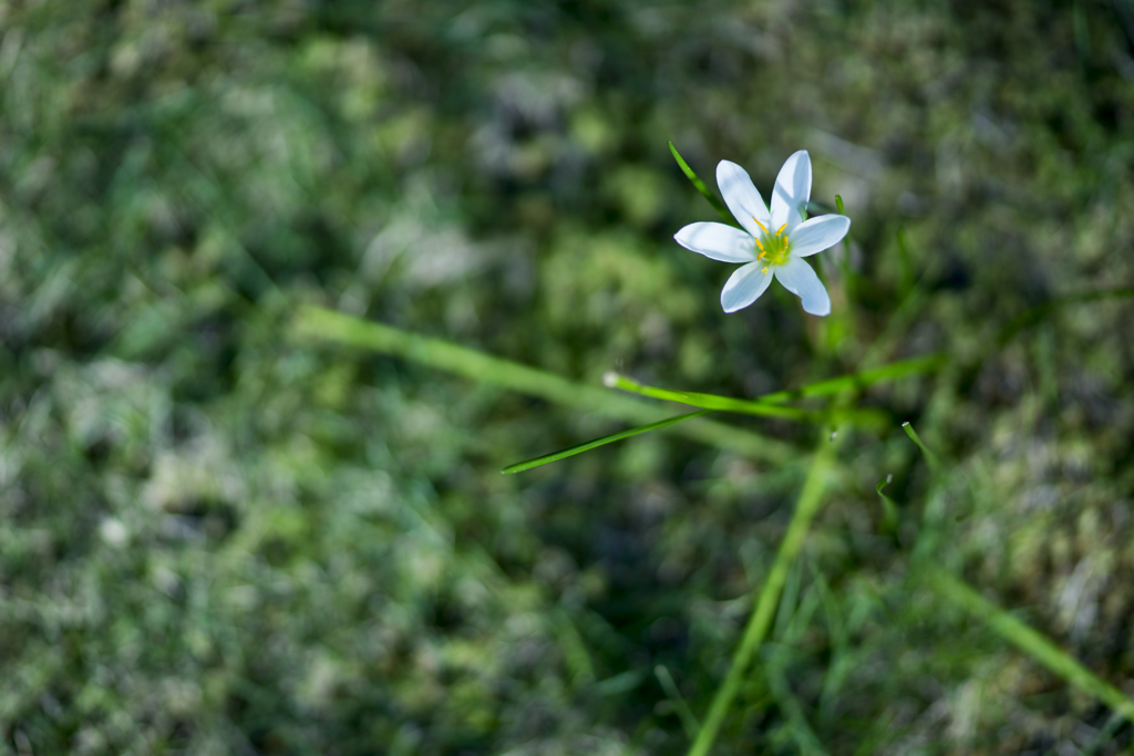 名を知らぬ花