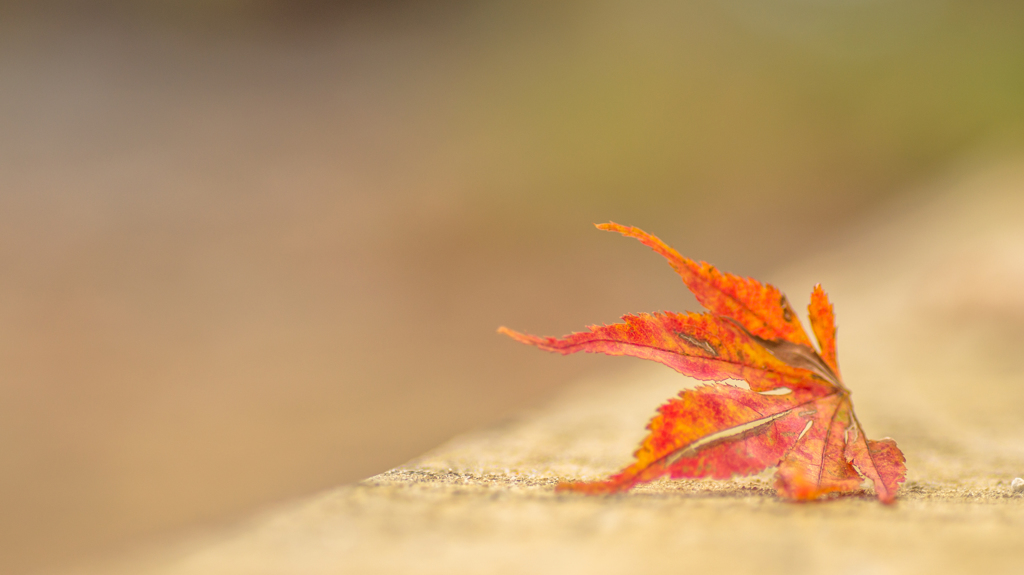 A fallen leave sits on a bench