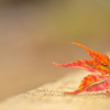 A fallen leave sits on a bench