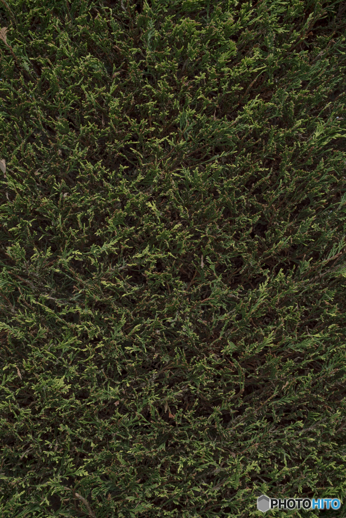 green wall