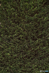 green wall