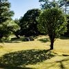 tree's shadow