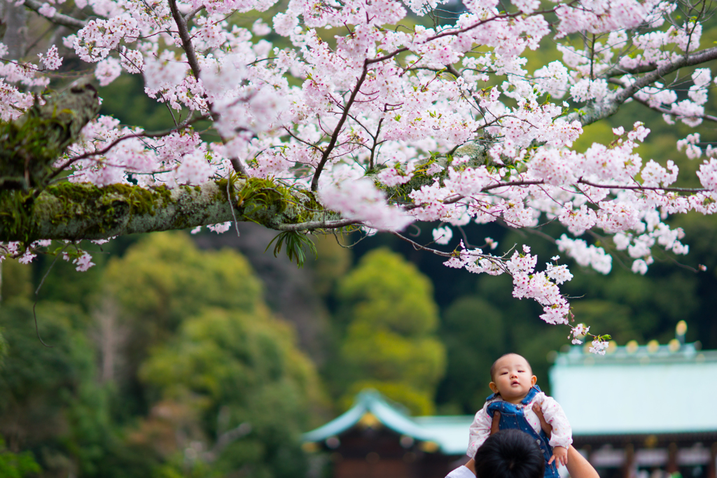 はじめての花見