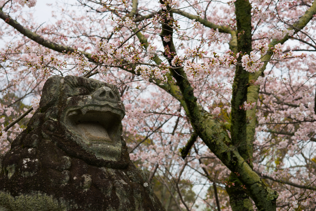 阿と桜