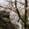阿と桜