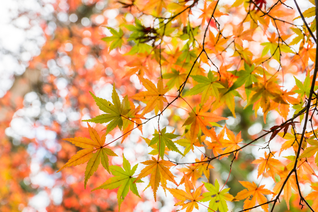 from Green to Red