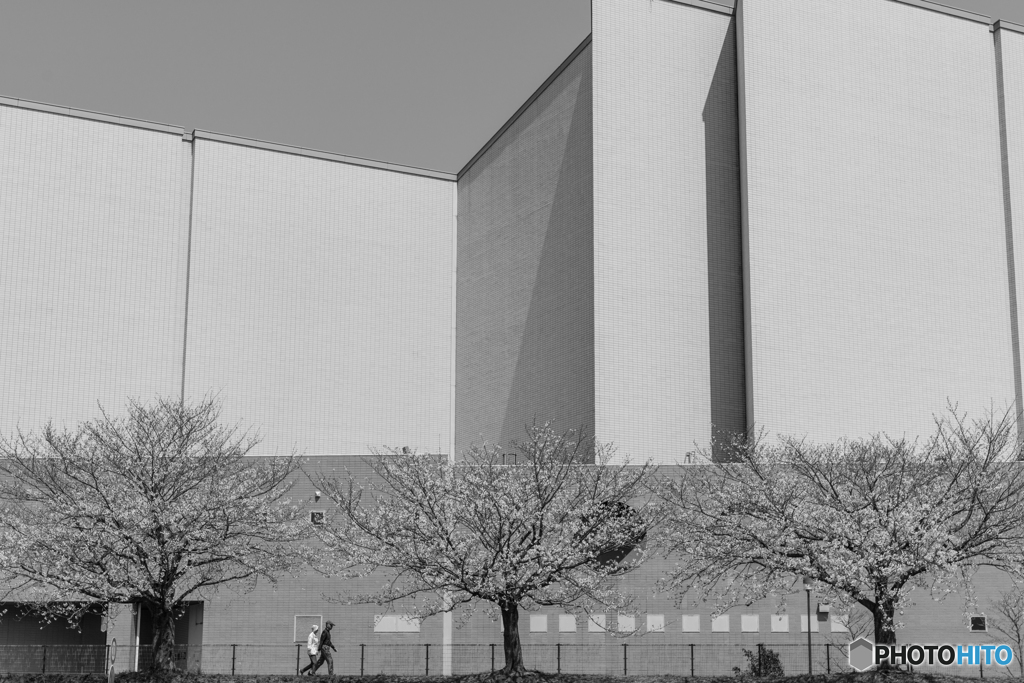 sakura & building