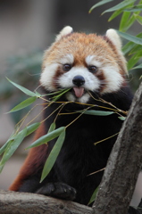 多摩動物公園