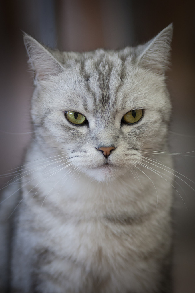 ねこ