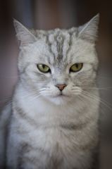 ねこ