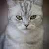 ねこ