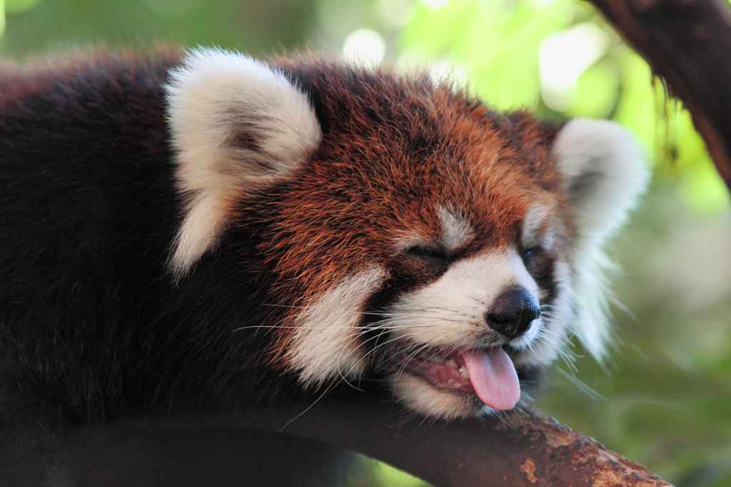上野動物園