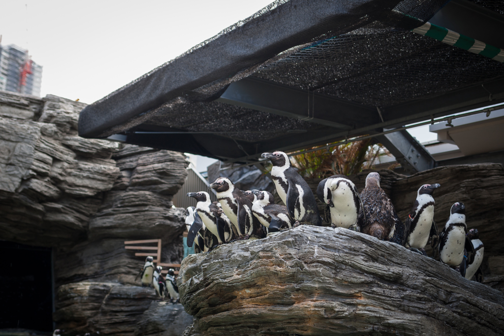 サンシャイン水族館