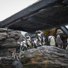 サンシャイン水族館