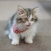 ねこ