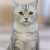 ねこ