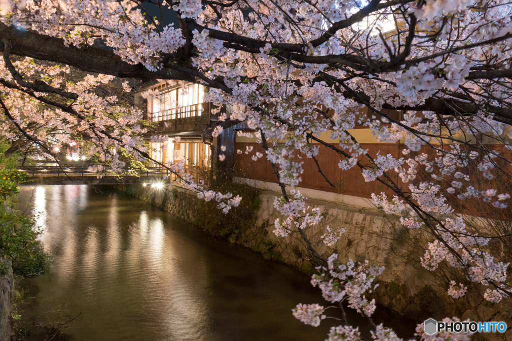 2017 桜