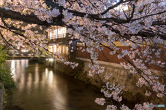 2017 桜