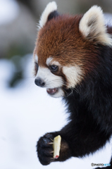 れさぱん in winter