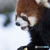 れさぱん in winter