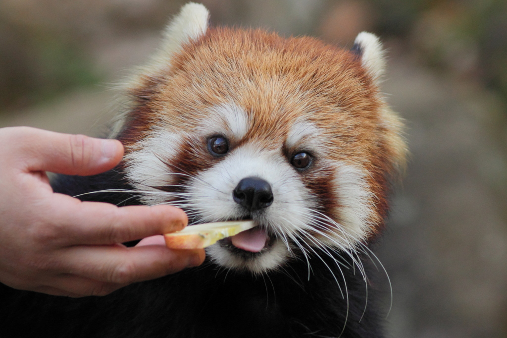 多摩動物公園