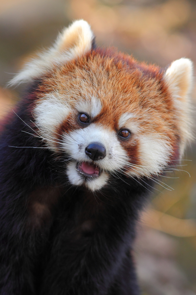 多摩動物公園