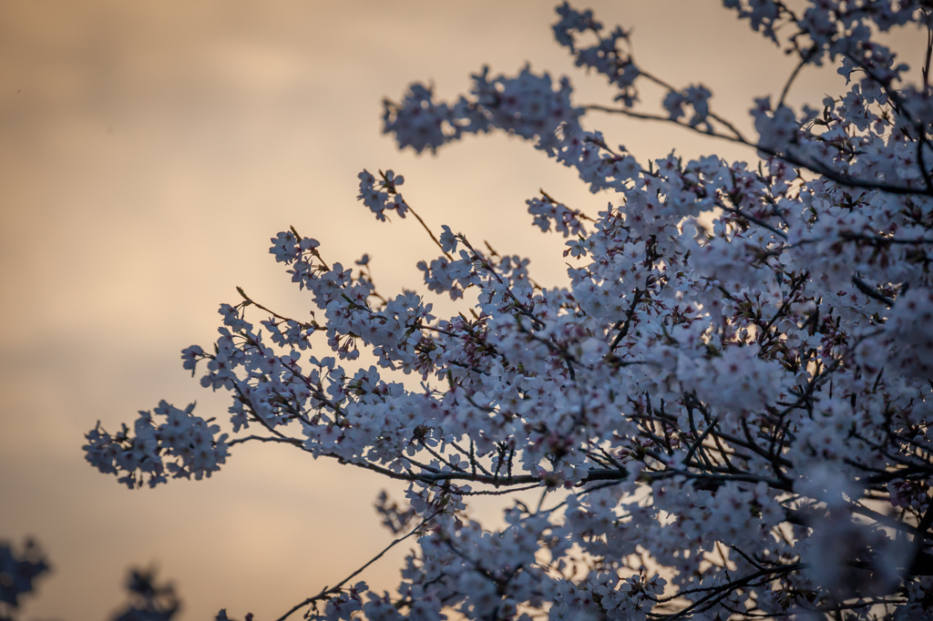 sakura